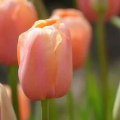 7 Tulipes Menton - Grandes tulipes rose corail