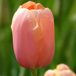 7 Tulipes Menton - Grandes tulipes rose corail