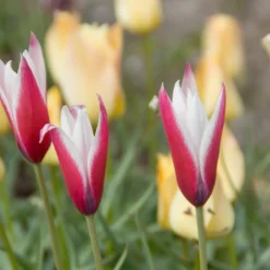 12 Tulipes Peppermint Stick - Des tulipes rayées uniques