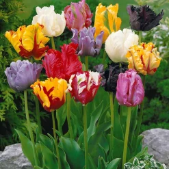 15 Tulipes perroquet en mélange - Des pétales qui font sensation