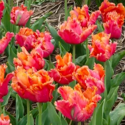 7 Tulipes perroquets Amazing Parrot - Des pétales frisés spectaculaires