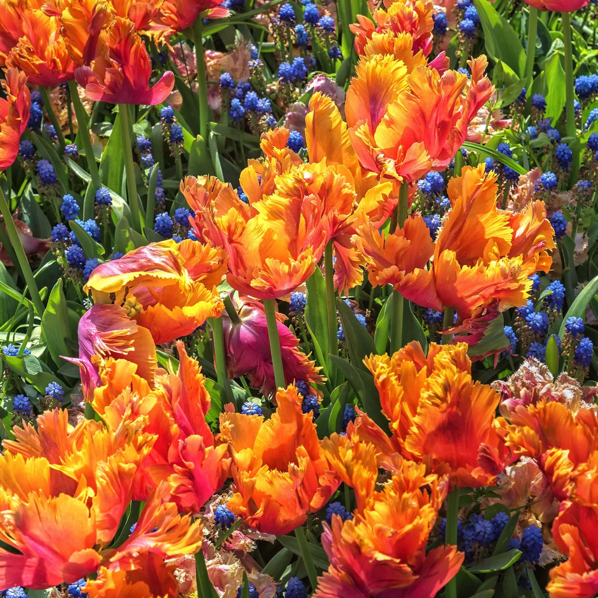 7 Tulipes perroquets Amazing Parrot - Des pétales frisés spectaculaires