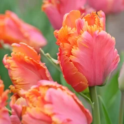 7 Tulipes perroquets Amazing Parrot - Des pétales frisés spectaculaires