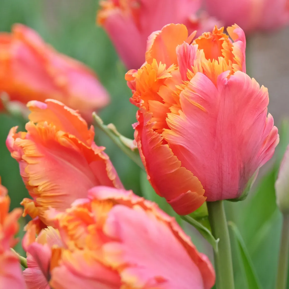 7 Tulipes perroquets Amazing Parrot - Des pétales frisés spectaculaires