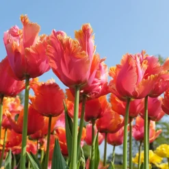 7 Tulipes perroquets Amazing Parrot - Des pétales frisés spectaculaires
