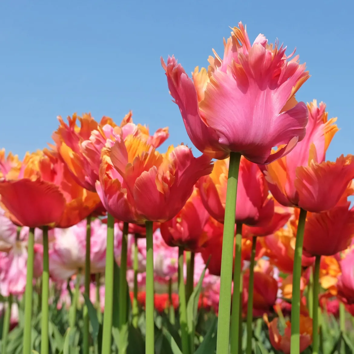 7 Tulipes perroquets Amazing Parrot - Des pétales frisés spectaculaires