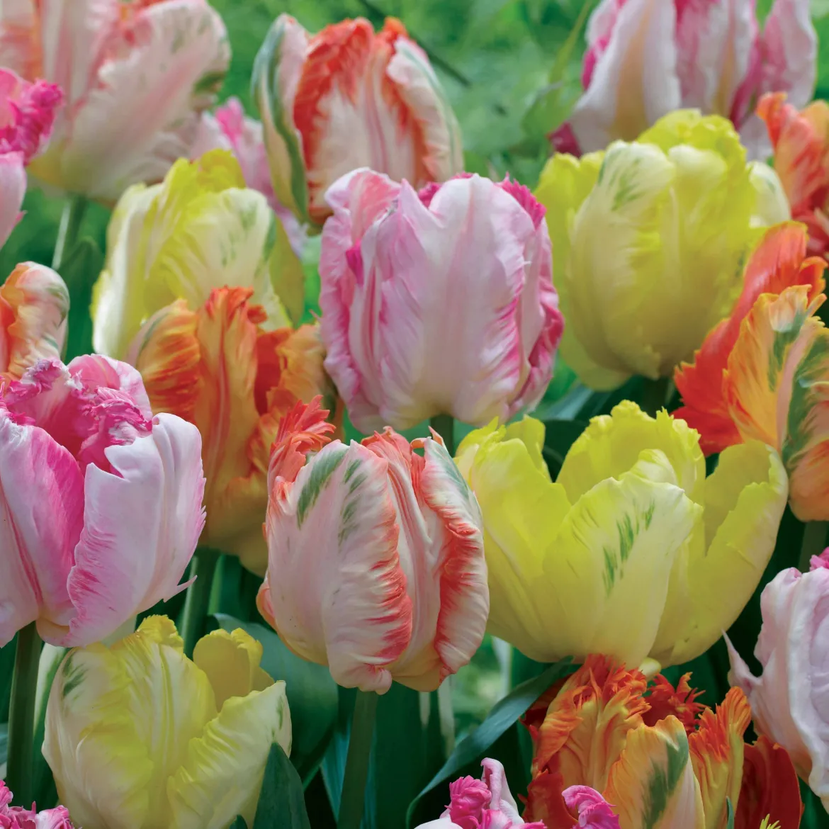 18 Tulipes perroquets pastel en mélange - Des fleurs qui font sensation