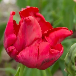 8 Tulipes perroquets Red Madona - Des pétales flammés spectaculaires