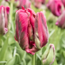 8 Tulipes perroquets Red Madona - Des pétales flammés spectaculaires