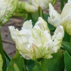 7 Tulipes perroquet White Parrot - Des fleurs qui semblent voler