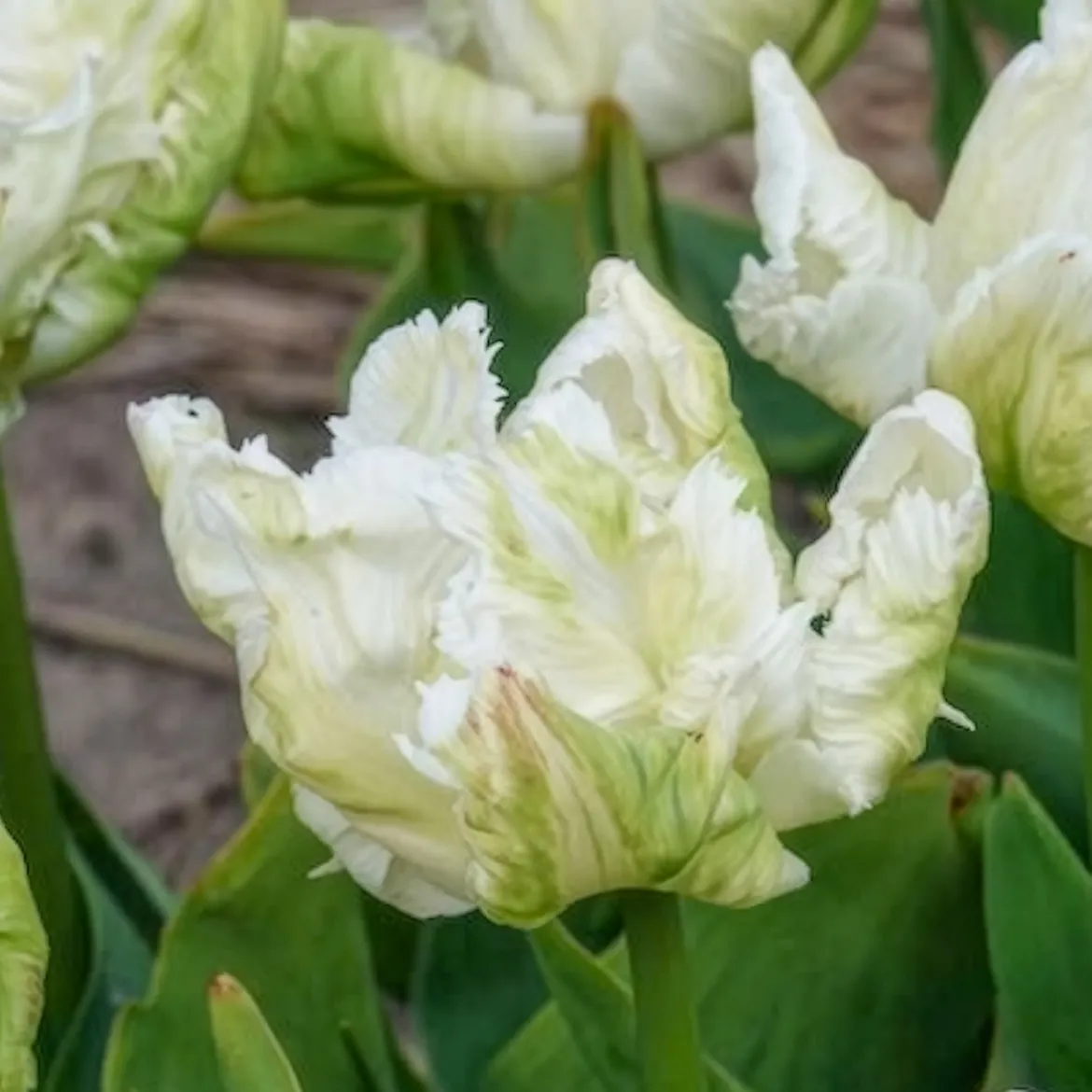 7 Tulipes perroquet White Parrot - Des fleurs qui semblent voler