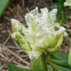 7 Tulipes perroquet White Parrot - Des fleurs qui semblent voler