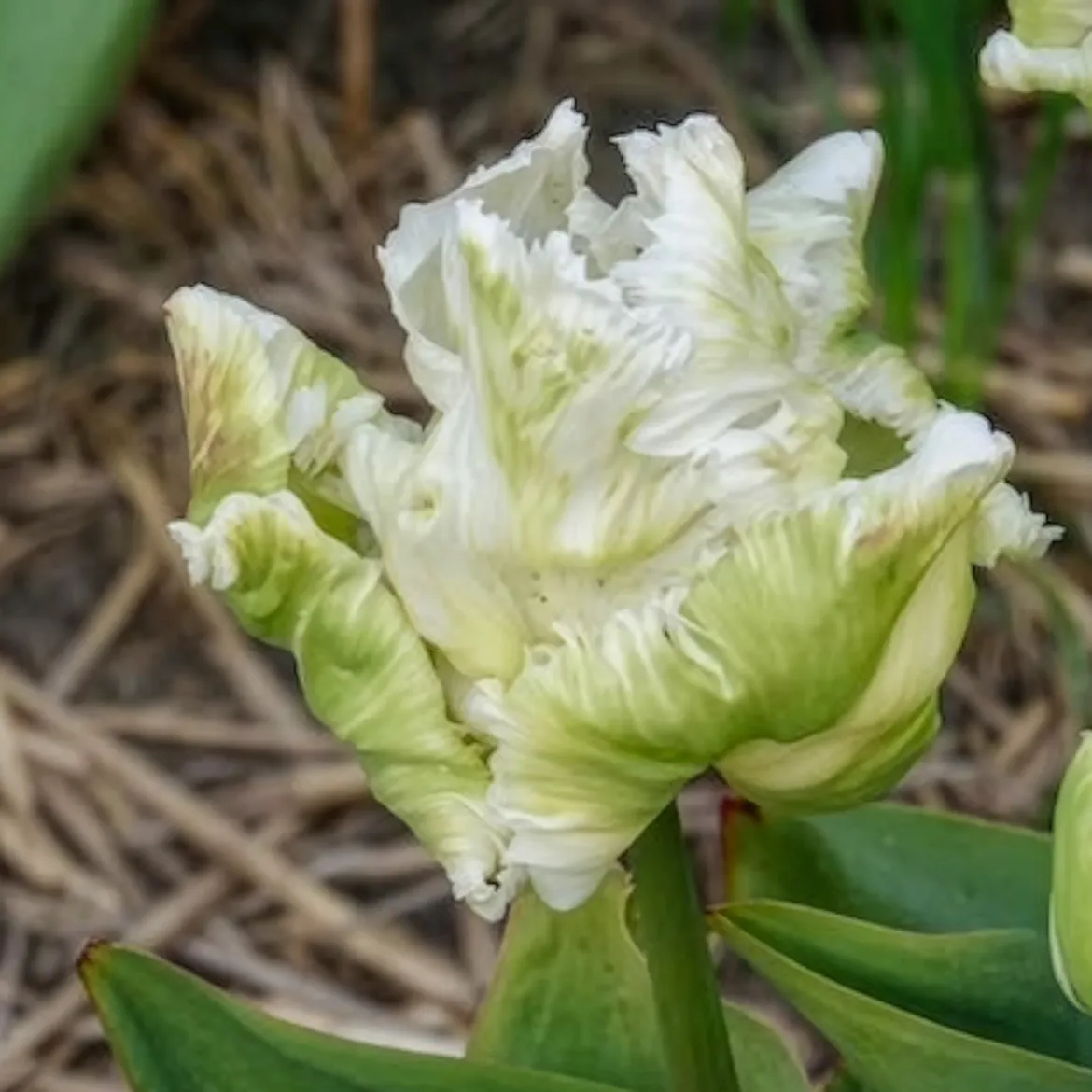 7 Tulipes perroquet White Parrot - Des fleurs qui semblent voler