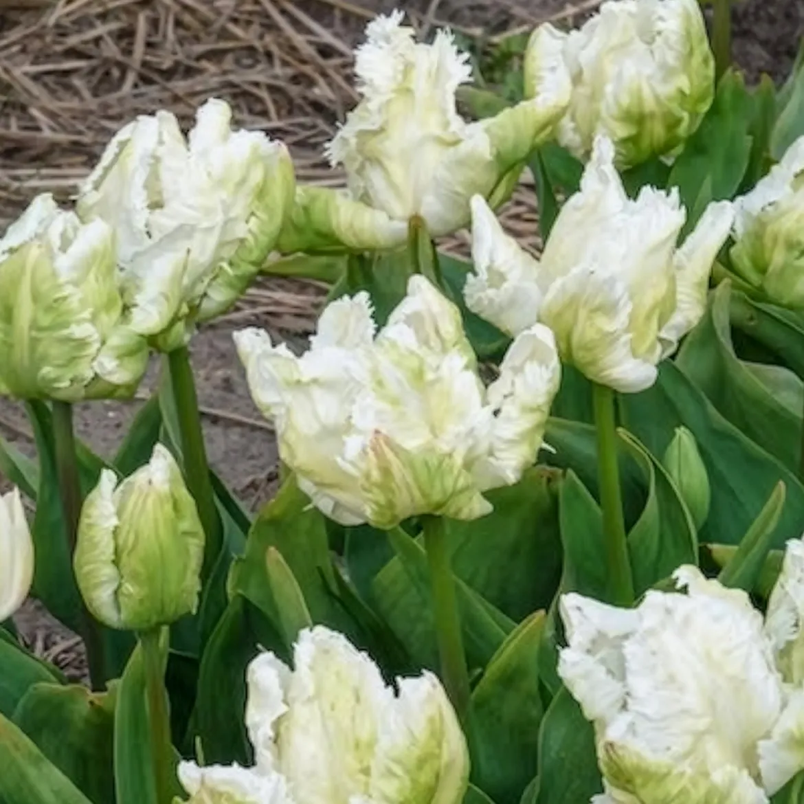 7 Tulipes perroquet White Parrot - Des fleurs qui semblent voler
