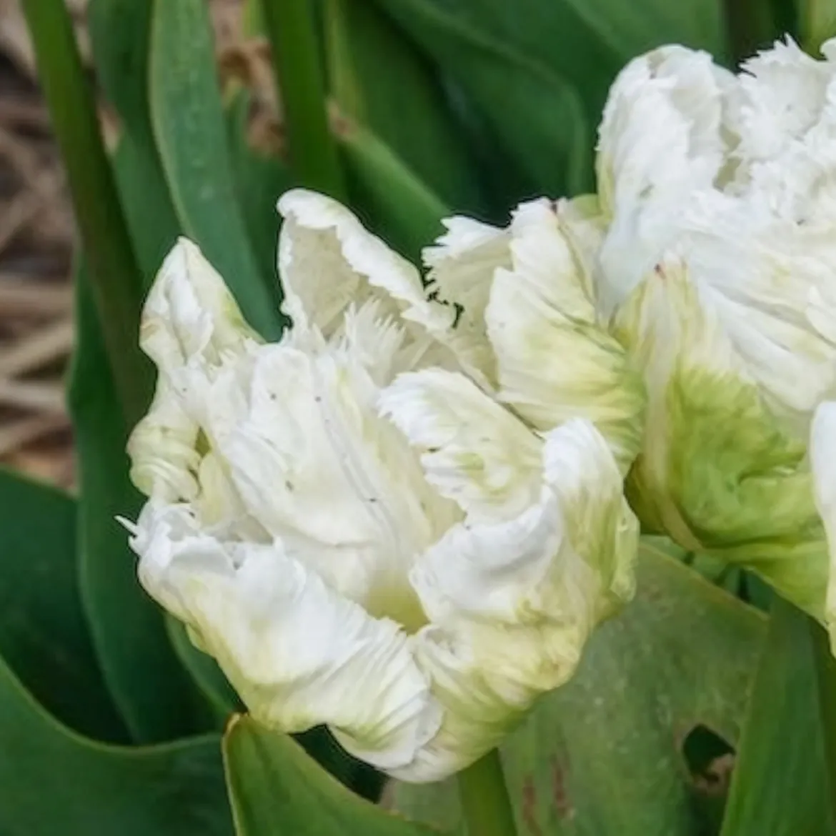 7 Tulipes perroquet White Parrot - Des fleurs qui semblent voler