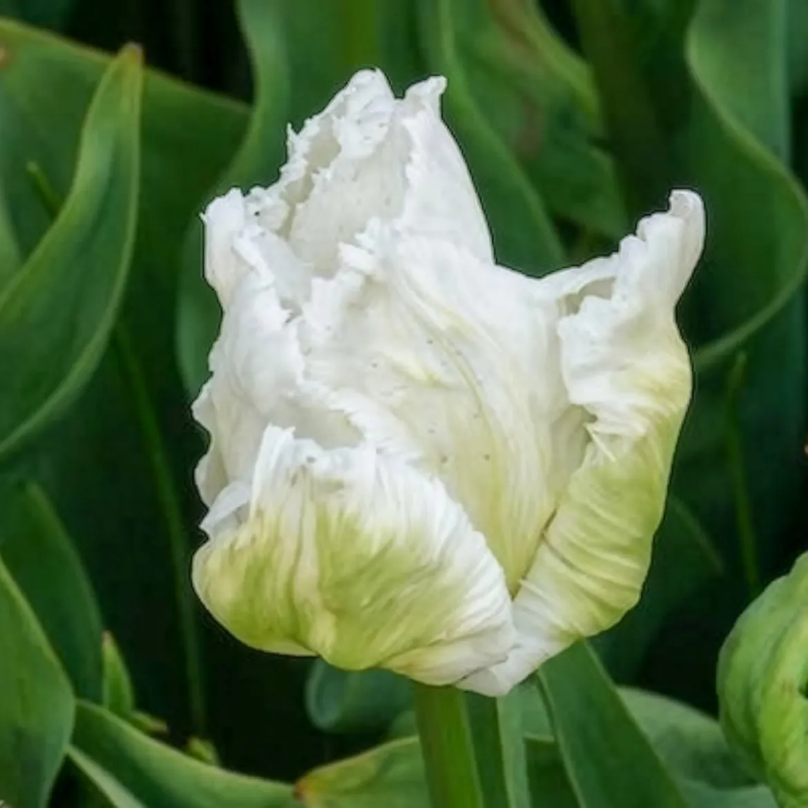 7 Tulipes perroquet White Parrot - Des fleurs qui semblent voler