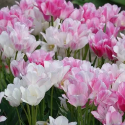 7 Tulipes Pluriflores Candy Club - Un bulbe, plusieurs fleurs