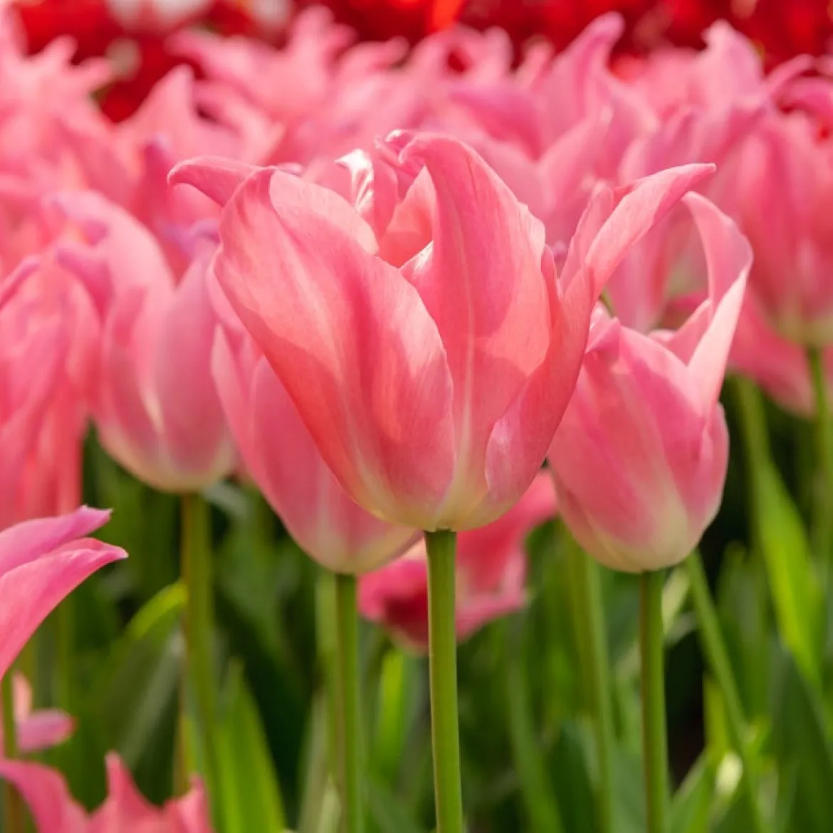 7 Tulipes pretty love - Un bouquet rose en avril