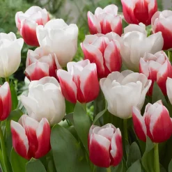10 Tulipes Red snow en mélange - Le rouge qui réveille le jardin