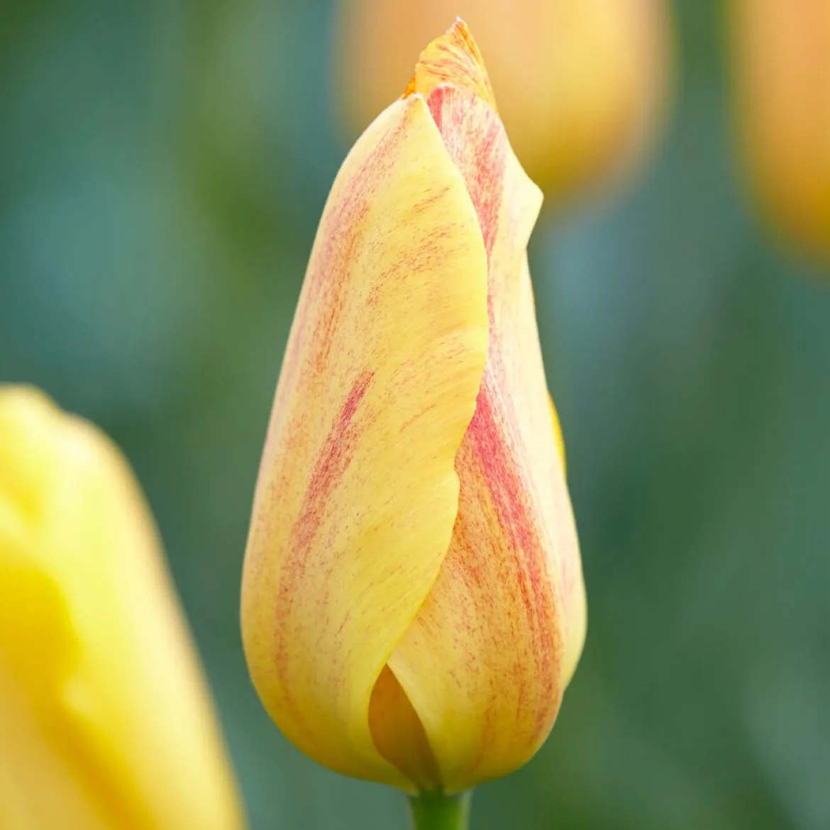 5 Tulipes 'Rhapsody of Smiles' - Le soleil au jardin