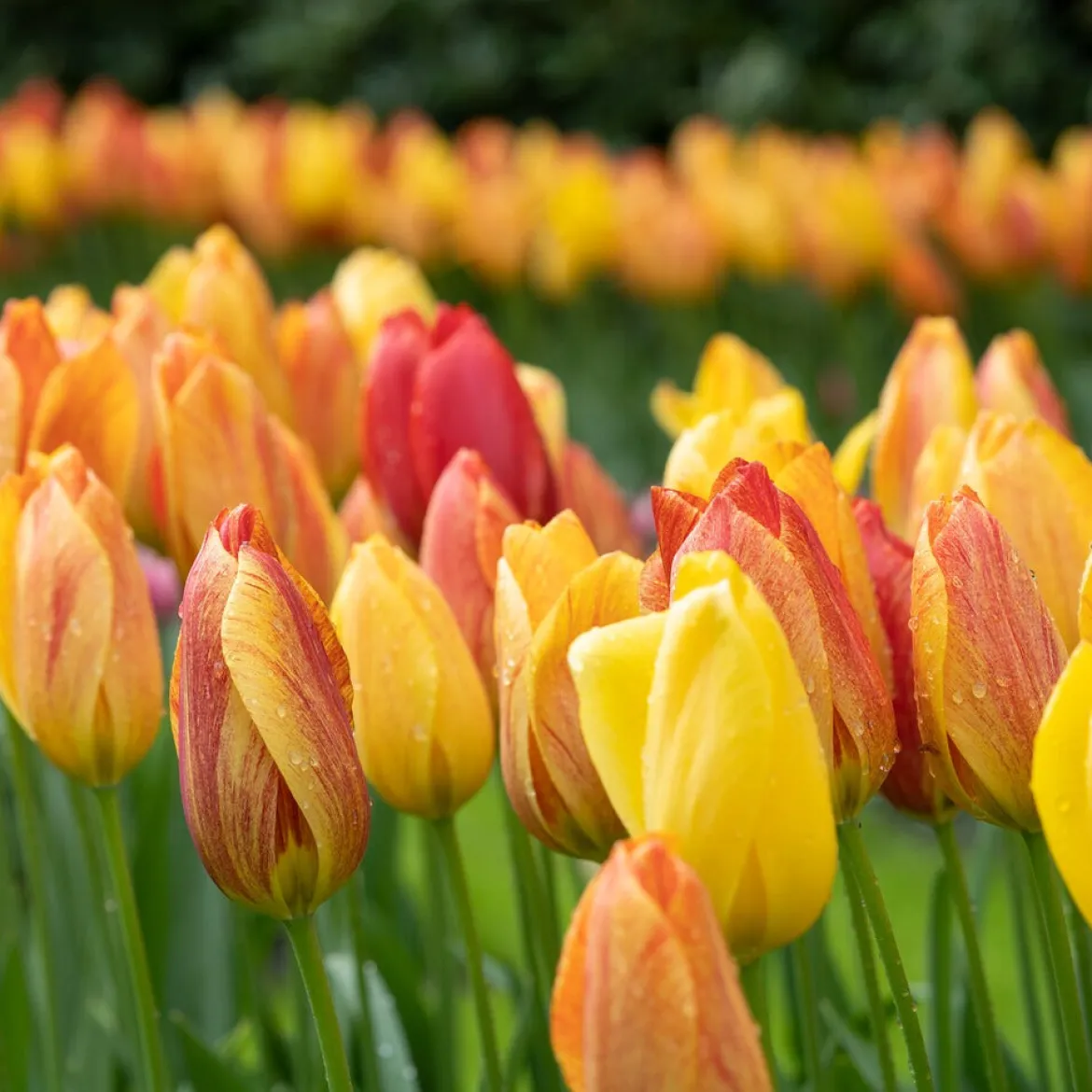 5 Tulipes 'Rhapsody of Smiles' - Le soleil au jardin