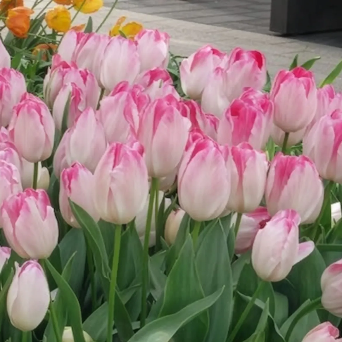 10 Tulipes Supri Erotic - Roses vibrantes dès avril