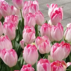 10 Tulipes Supri Erotic - Roses vibrantes dès avril