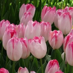 10 Tulipes Supri Erotic - Roses vibrantes dès avril