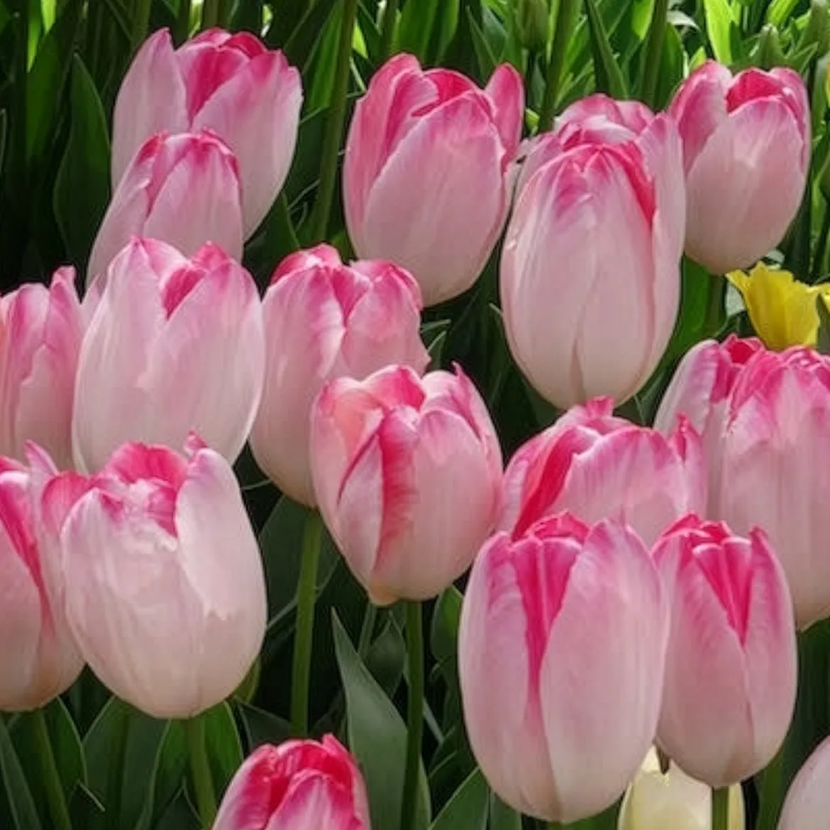 10 Tulipes Supri Erotic - Roses vibrantes dès avril