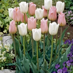 10 Tulipes Sweet candy en mélange - Un printemps haut en couleur
