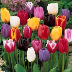 20 Tulipes tardives en mélange - Le feu d'artifice de mai