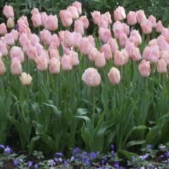 7 Tulipes Triomphe Apricot Beauty - L'abricot qui parfume avril