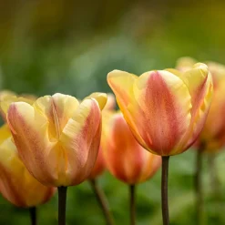 10 Tulipes Triomphe Apricot Foxx - Un abricot lumineux au jardin