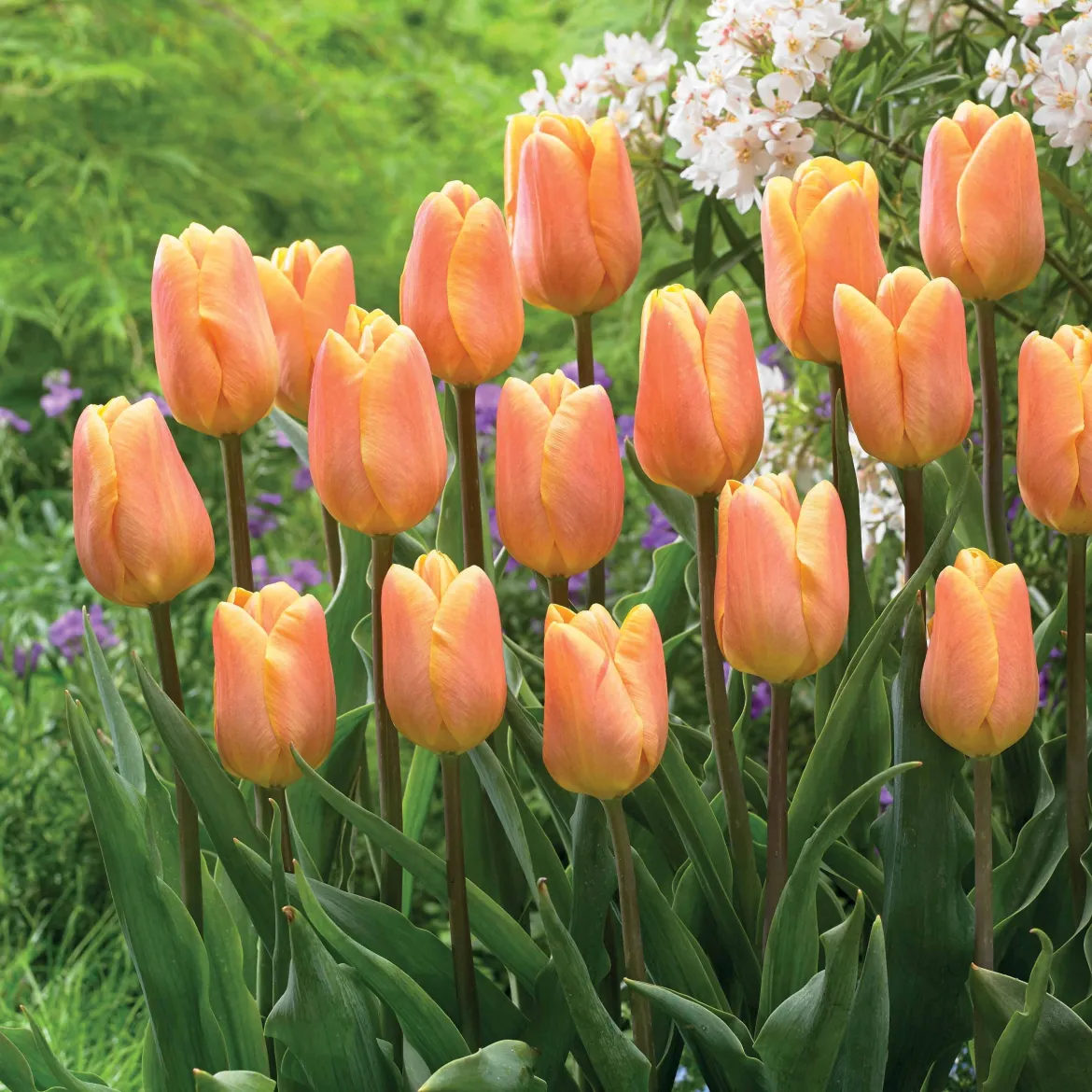 10 Tulipes triomphe Belleville - Un printemps orange en un clic