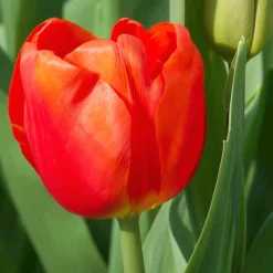 10 Tulipes Triomphe Cadans - Un rouge éclatant au jardin