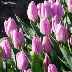 10 Tulipes Triomphe Candy Prince - Le violet doux du printemps