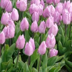 10 Tulipes Triomphe Candy Prince - Le violet doux du printemps