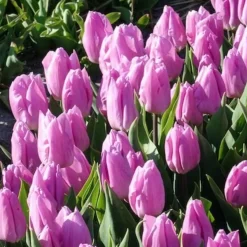 10 Tulipes Triomphe Candy Prince - Le violet doux du printemps
