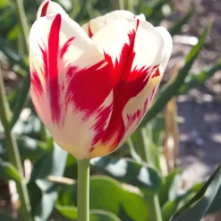 10 Tulipes Triomphe Carnaval de Rio - Un feu d'artifice au jardin