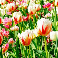 10 Tulipes Triomphe Carnaval de Rio - Un feu d'artifice au jardin