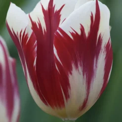 10 Tulipes Triomphe Grand Perfection - Des tulipes flammées uniques