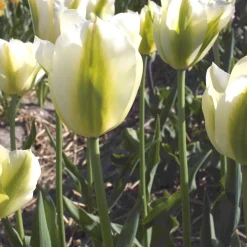 7 Tulipes Triomphe Green Spirit - La tulipe verte qui dure