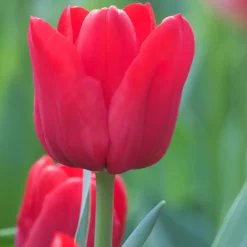 10 Tulipes Triomphe Ile de France - Le rouge éclatant du printemps