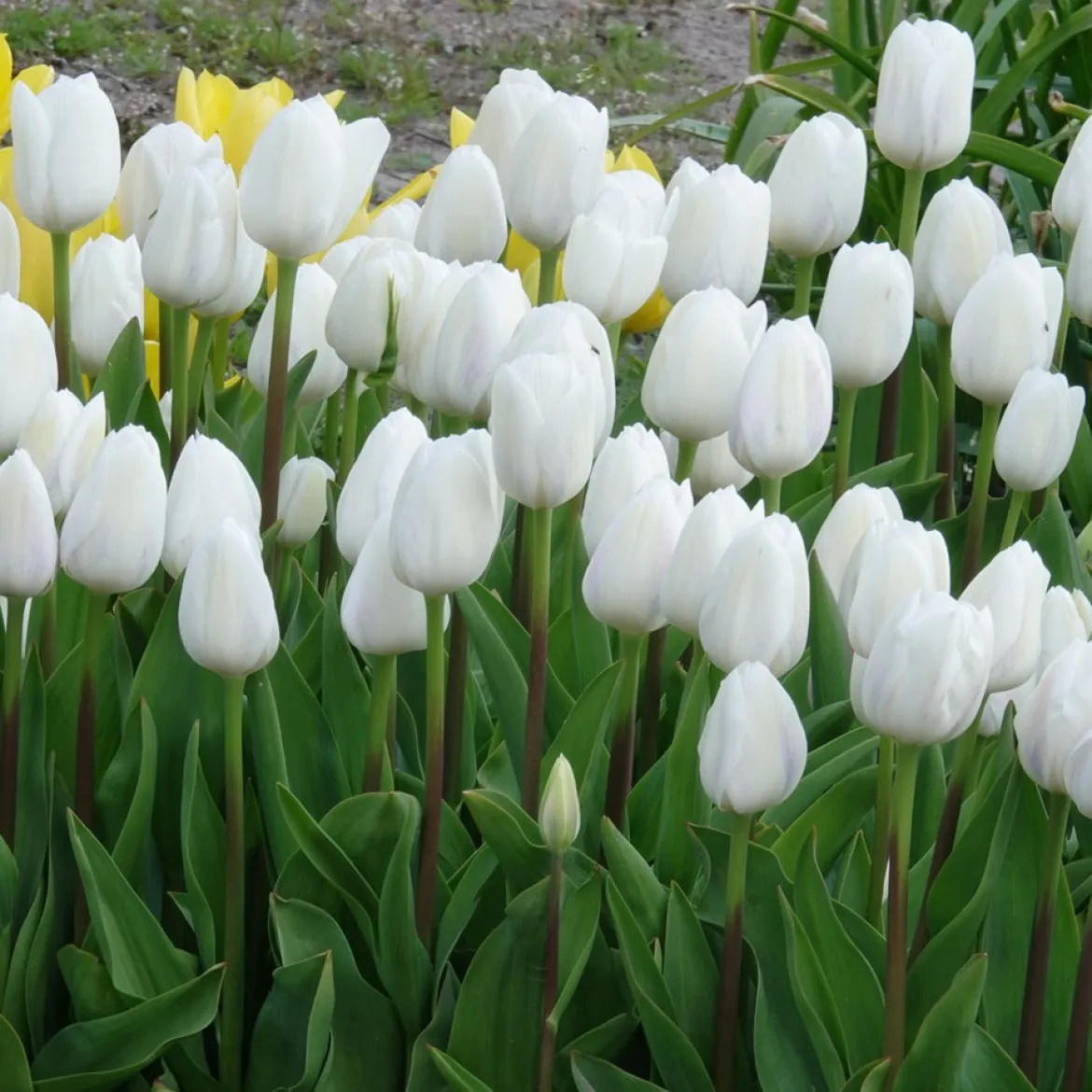 7 Tulipes Triomphe Royal Virgin - Un blanc pur au jardin