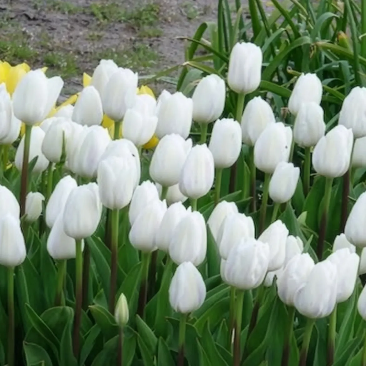 7 Tulipes Triomphe Royal Virgin - Un blanc pur au jardin