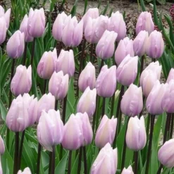7 Tulipes Triomphe Silver Cloud - Rose tendre, effet nuage
