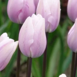 7 Tulipes Triomphe Silver Cloud - Rose tendre, effet nuage