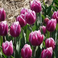 7 Tulipes Triomphe Synaeda blue - Le violet qui change tout