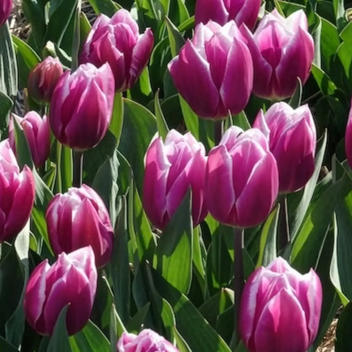 7 Tulipes Triomphe Synaeda blue - Le violet qui change tout