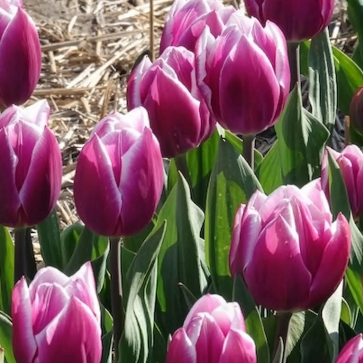 7 Tulipes Triomphe Synaeda blue - Le violet qui change tout